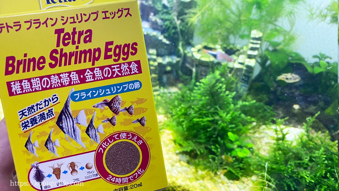 てなグッズや 日本動物薬品 ニチドウ ブラインシュリンプエッグス １００ｇ ソルトレイク産 卵