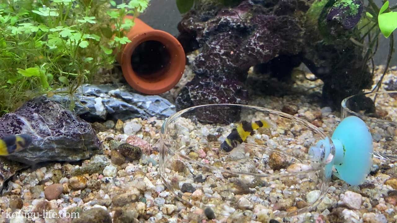 Junクリルグラニュールに変わるエサはどれ 類似の顆粒餌6種をアベニーパファー にあげた結果報告 もう売ってない廃盤の代用品にお悩みの方必見 コフグライフ 水槽のある暮らし大百科