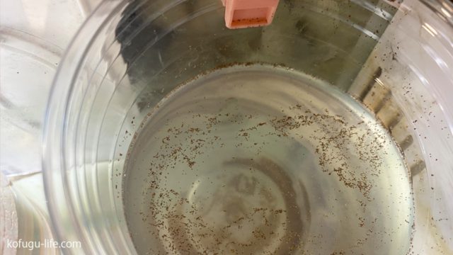 ブラインシュリンプを孵化させた後の水と殻ってどうするの 孵化後の塩水とエッグ の殻の処理方法を紹介 我が家では100均グッズでこうしてます コフグライフ 水槽のある暮らし大百科