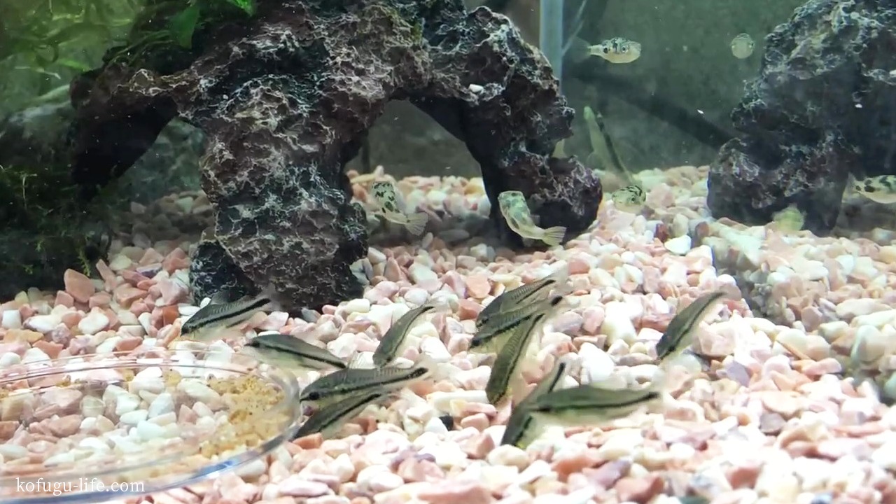 コリドラス ピグミー ピグマエウス とは 小さな底砂 掃除の達人の魅力や特徴 寿命 エサ 飼育方法 注意点など基本事項を紹介 熱帯魚の基礎 コフグライフ 水槽のある暮らし大百科