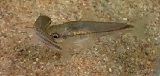 コリドラス ピグミー ピグマエウス とは 小さな底砂掃除の達人の魅力や特徴 寿命 エサ 飼育方法 注意点など基本事項を紹介 熱帯魚の基礎 コフグライフ 水槽のある暮らし大百科